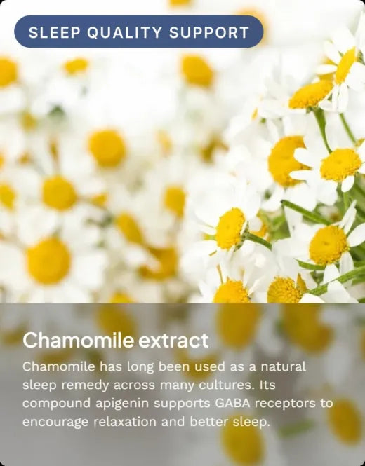 Chamomile extract: its compound apigenin encourages relaxation and better sleep