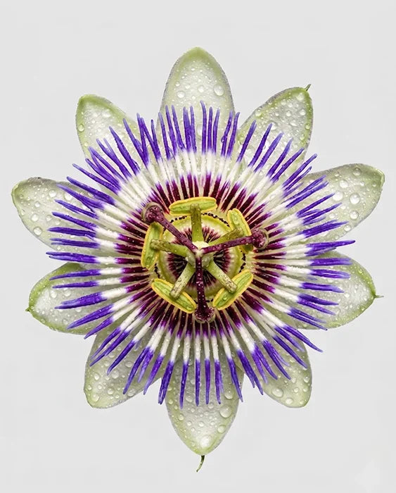 Passionflower for Sleep: What the Research Says