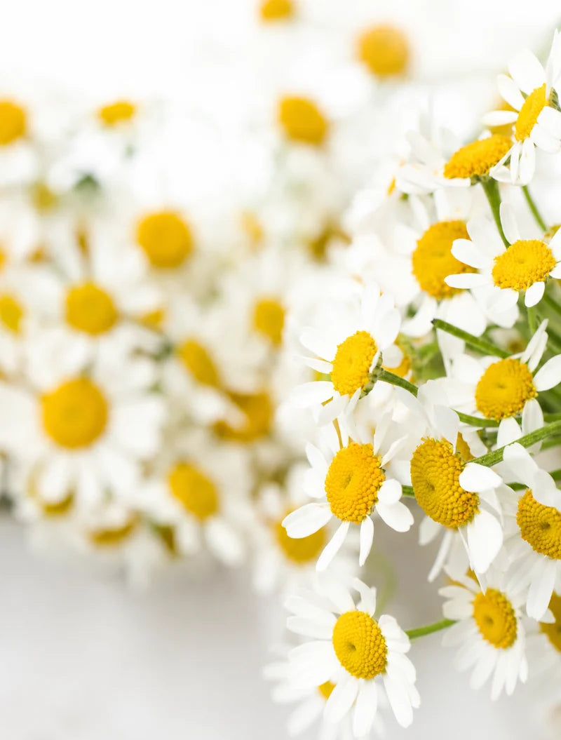 Fresh chamomile flowers, a classic natural sleep aid