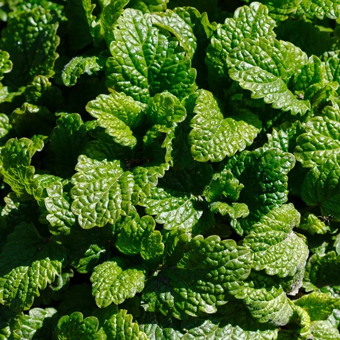 Fresh lemon balm leaves, a calming ingredient in Flowever Sleep Flow
