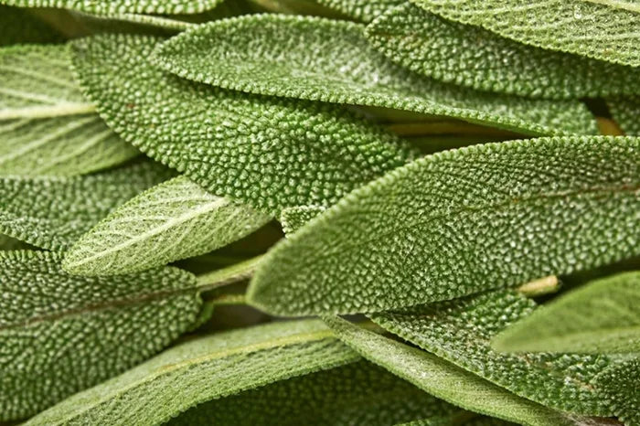 Fresh sage leaves, a natural ingredient in Flowever Sleep Flow